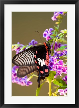 Framed Thailand, Doi Inthanon, Papilio polytes, butterfly Print