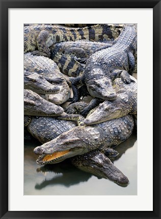 Framed Asia, Thailand Crocodiles Print