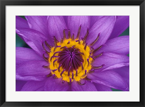 Framed Purple and Yellow Lotus Flower, Bangkok, Thailand Print