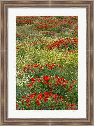 Framed Red Poppy Field in Central Turkey during springtime bloom Print