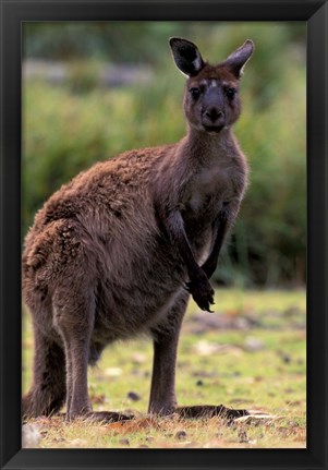 Framed Western Grey Kangaroo in its Brown Phase, Australia Print