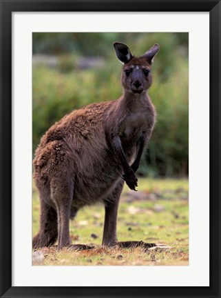 Framed Western Grey Kangaroo in its Brown Phase, Australia Print