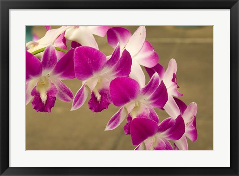 Framed Cambodia, Phnom Penh, Royal Palace, Orchids Print