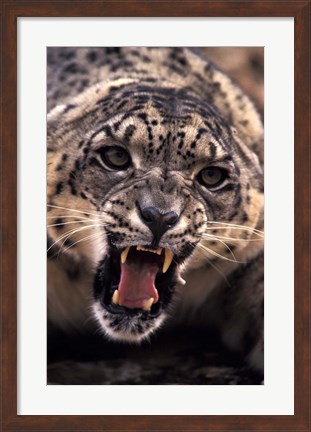 Framed Tibet, Snow Leopard, captive Print