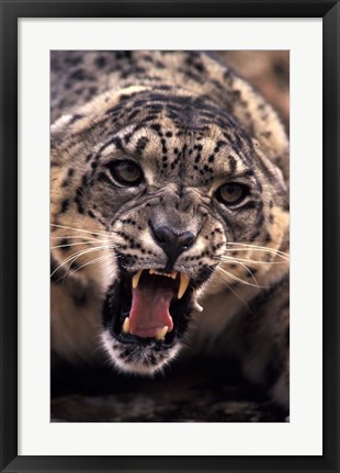 Framed Tibet, Snow Leopard, captive Print