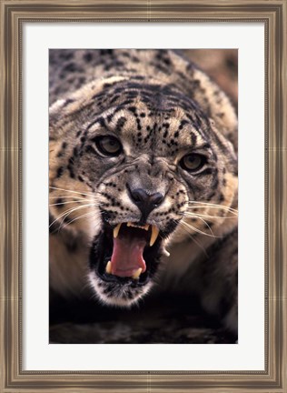 Framed Tibet, Snow Leopard, captive Print