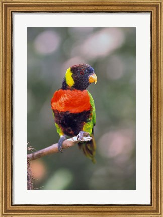 Framed Australia Rainbow Lorikeet bird Print