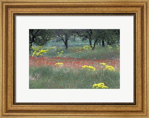 Framed Rural Landscape and Wildflowers, Cappadocia, Turkey Print