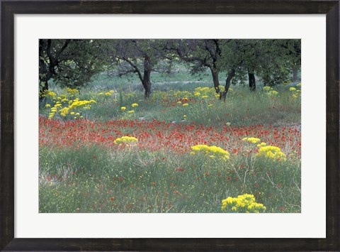 Framed Rural Landscape and Wildflowers, Cappadocia, Turkey Print