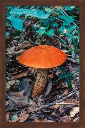 Framed Orange Wild Mushroom Print