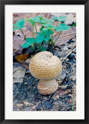 Framed Wild Mushroom Growing in Forest Print