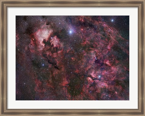 Framed Northern Cygnus Print