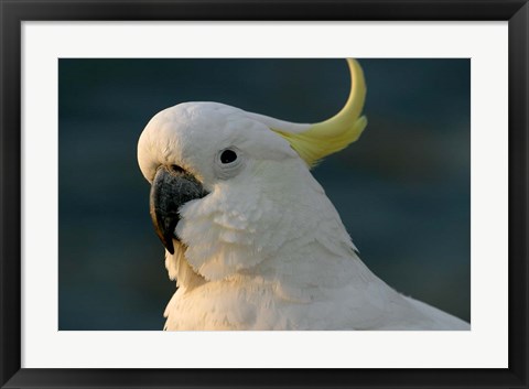 Framed Cockatoo, Sydney Harbor, Australia Print