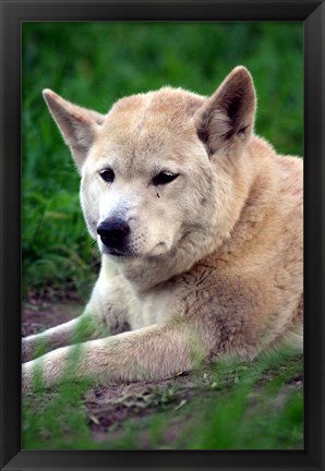 Framed Dingo, Australia Print