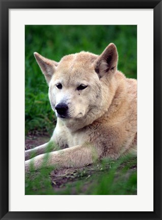 Framed Dingo, Australia Print