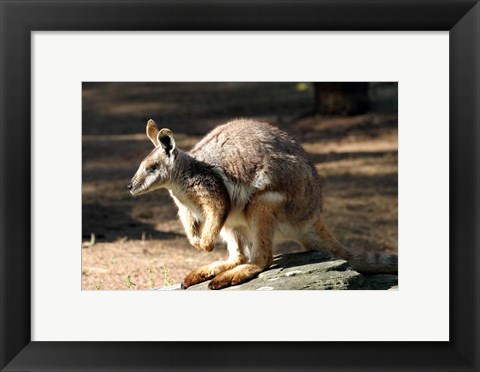 Framed Kangaroo, Taronga Zoo, Sydney, Australia Print