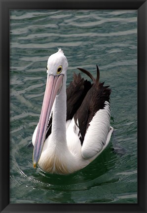 Framed Pelican, Sydney Harbor, Australia Print