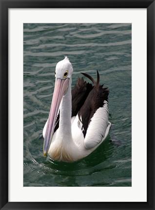 Framed Pelican, Sydney Harbor, Australia Print