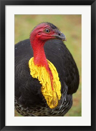 Framed Australian Brush-Turkey, Australia Print