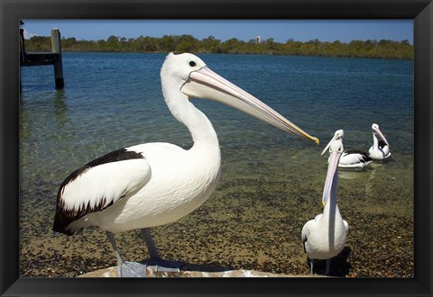 Framed Australian Pelican, Australia Print