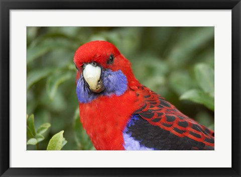 Framed Crimson Rosellas, O&#39;Reilly&#39;s Rainforest, Lamington National Park, Queensland, Australia Print