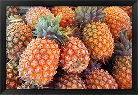 Framed Pineapples, Sunshine Coast, Queensland, Australia Print