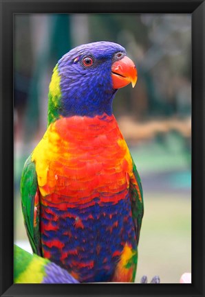 Framed Rainbow Lorikeet, Australia (side view) Print