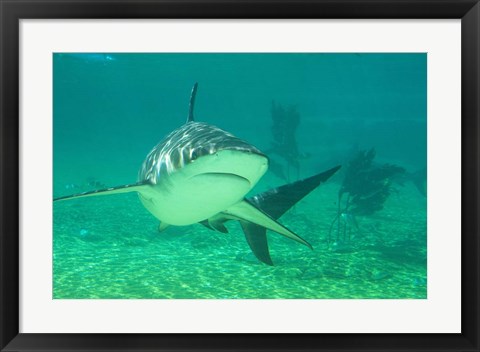 Framed Shark, Sea World, Gold Coast, Queensland, Australia Print