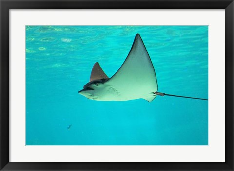 Framed Sting Ray, Sea World, Gold Coast, Queensland, Australia Print