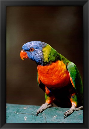 Framed Australia, Queensland, Rainbow lorikeet bird Print