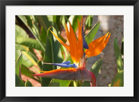 Framed Bird-of-Paradise Flower, Sunshine Coast, Queensland, Australia Print