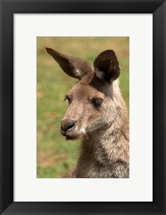 Framed Grey Kangaroo, Australia Print