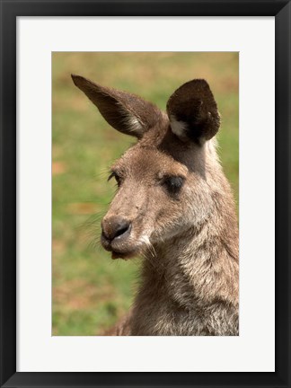 Framed Grey Kangaroo, Australia Print