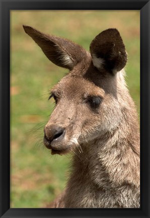 Framed Grey Kangaroo, Australia Print