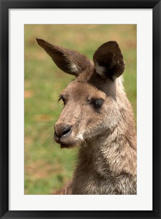 Framed Grey Kangaroo, Australia Print