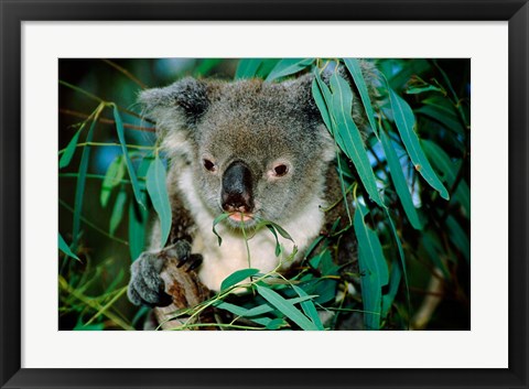 Framed Koala Eating, Rockhampton, Queensland, Australia Print