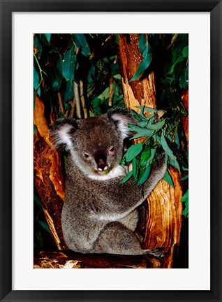 Framed Koala on Eucalyptus, Featherdale Wildlife Park, Sydney, Australia Print