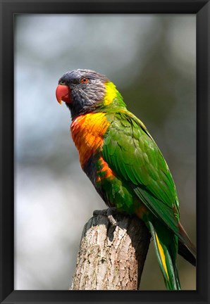 Framed Rainbow Lorikeet, Australia (close up) Print