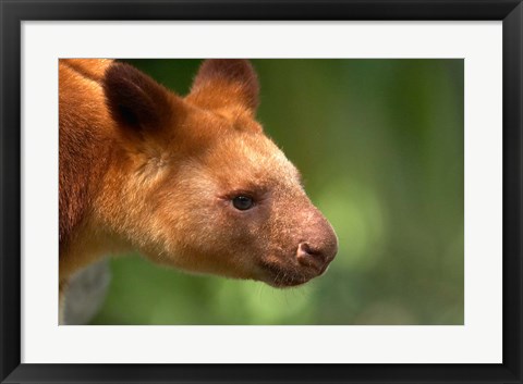 Framed Tree Kangaroo, Australia Print