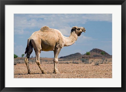 Framed Camel near Stuart Highway, Outback, Northern Territory, Australia Print