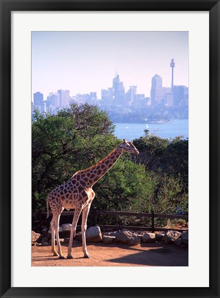 Framed Giraffe, Taronga Zoo, Sydney, Australia Print