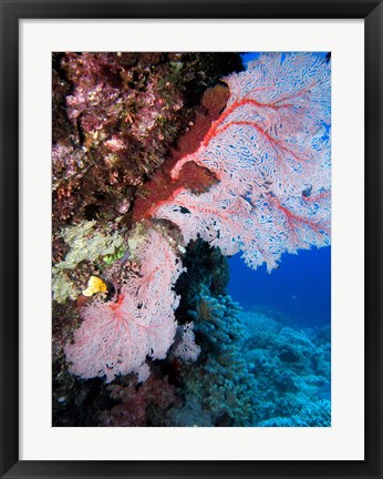 Framed Fan Coral, Agincourt Reef, Great Barrier Reef, North Queensland, Australia Print