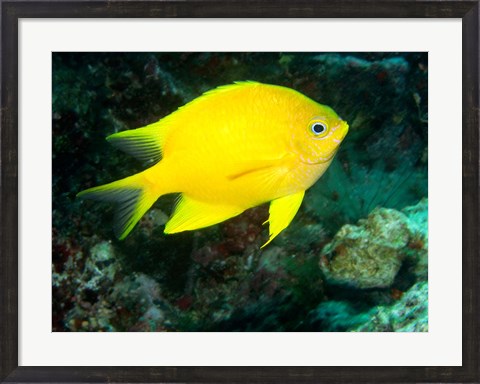 Framed Golden Damsel fish, Great Barrier Reef, Australia Print