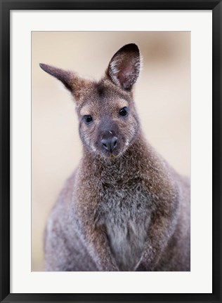 Framed Close up of Red-necked and Bennett&#39;s Wallaby wildlife, Australia Print