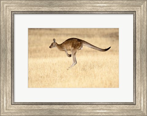 Framed Eastern Grey Kangaroo, Tasmania, Australia Print