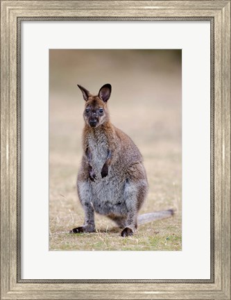 Framed Red-necked and Bennett&#39;s Wallaby wildlife, Australia Print