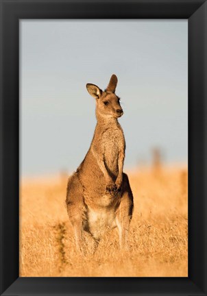 Framed Eastern Grey Kangaroo portrait during sunset Print