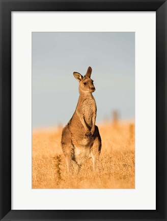 Framed Eastern Grey Kangaroo portrait during sunset Print