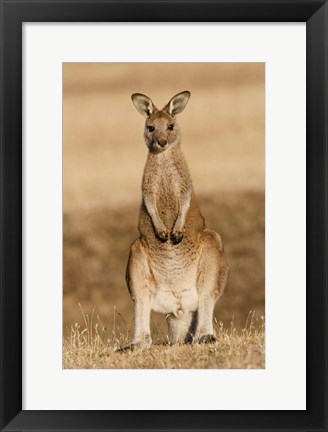 Framed Eastern Grey Kangaroo portrait frontal Print