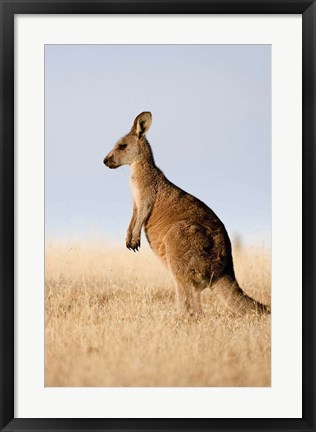 Framed Eastern Grey Kangaroo portrait lateral view Print